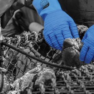 Polyco Blue Grip Crinkle Latex Gauntlet - BGG - Image 4